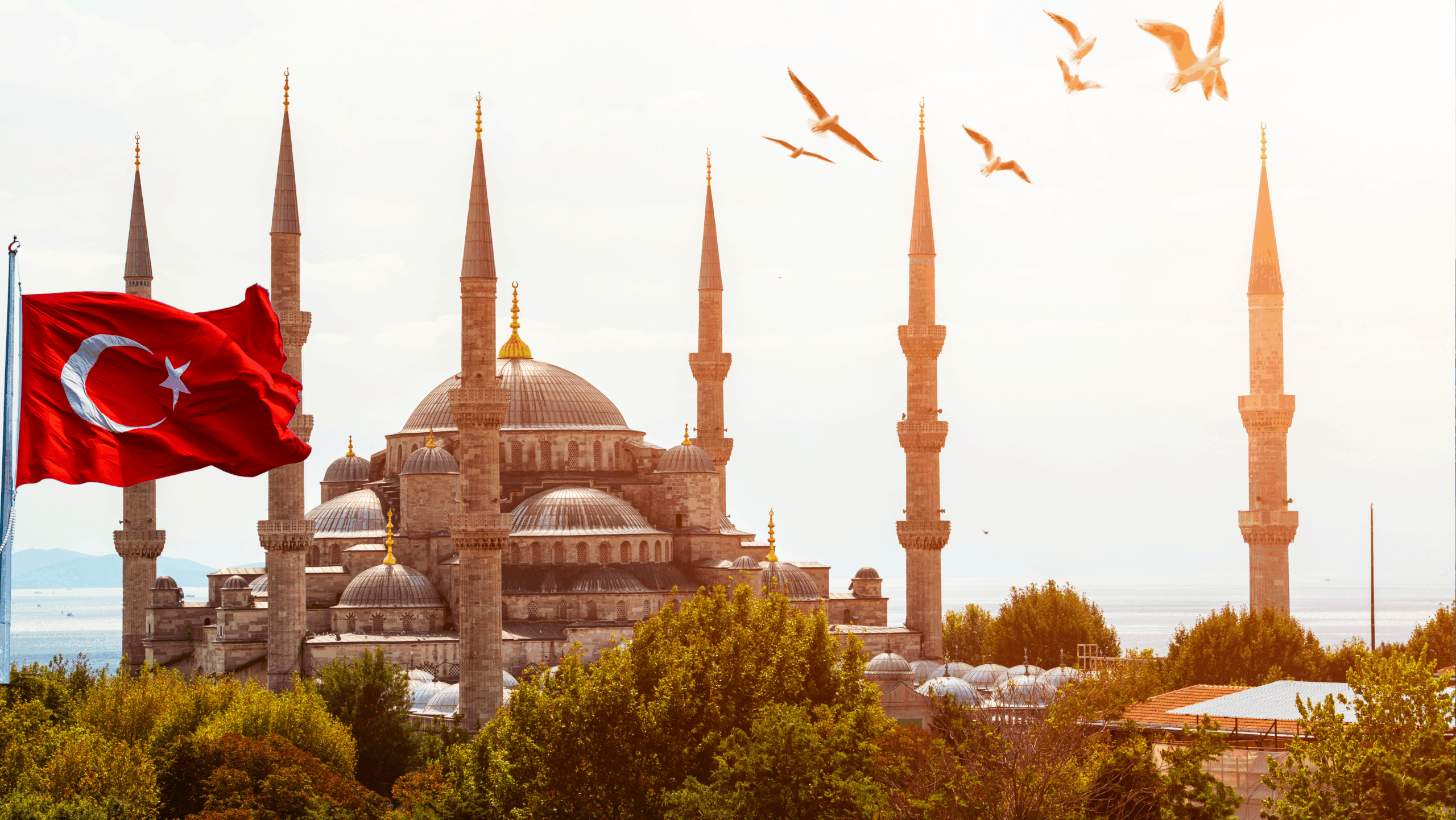 منحة  🇹🇷 تركيا